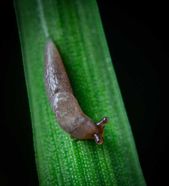 This common household staple will round up slugs and snails