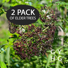 Load image into Gallery viewer, Adams Elderberry Trees // Medicinal Berry Bushes // Live Young Plants (2 Plant Bundle)