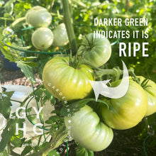 Load image into Gallery viewer, Aunt Ruby's German Green Heirloom Tomato on vine showing how to know when ripe
