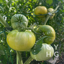 Load image into Gallery viewer, Aunt Ruby's German Green Heirloom tomato on the vine