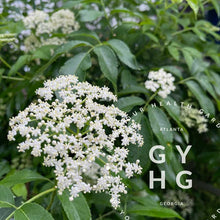 Load image into Gallery viewer, Adams Elderberry Trees // Medicinal Berry Bushes // Live Young Plants (2 Plant Bundle)