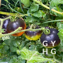 Load image into Gallery viewer, Heaven Oregon Heirloom Tomato Seeds