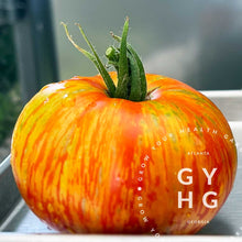 Load image into Gallery viewer, Solar Flare Tomato is a Wild Boar Farms Brad Gates variety great for slicing