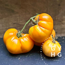 Load image into Gallery viewer, Apricot Brandywine Heirloom Tomato Slicer and Paste Variety Hydroponic Seed for Sale