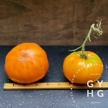 Load image into Gallery viewer, size comparison of apricot Brandywine heirloom tomato hydroponic seed for sale