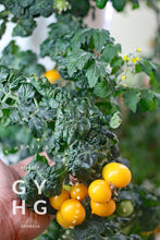 Load image into Gallery viewer, Example of Aztec Microdwarf Yellow Cherry Tomatoes