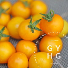 Load image into Gallery viewer, A harvest of Aztec Micro Dwarf Yellow Cherry Tomatoes rests in a colander sieve as an example of Tiny Tomatoes