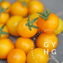 Load image into Gallery viewer, Regina Yellow Micro Dwarf Cherry Tomato