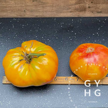 Load image into Gallery viewer, Size Comparison Big Rainbow Heirloom Tomato Bi-color Hydroponic Grown and Adapted