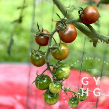 Load image into Gallery viewer, Black Cherry Tomato ripening on vine