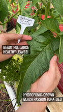 Load image into Gallery viewer, Black Passion Heirloom Tomato example of large leaf hydroponic-grown seed for sale