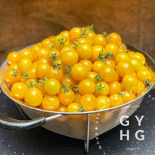 Load image into Gallery viewer, Blondkopfchen a German yellow cherry tomato that produces bunches and bunches of cherry tomatoes