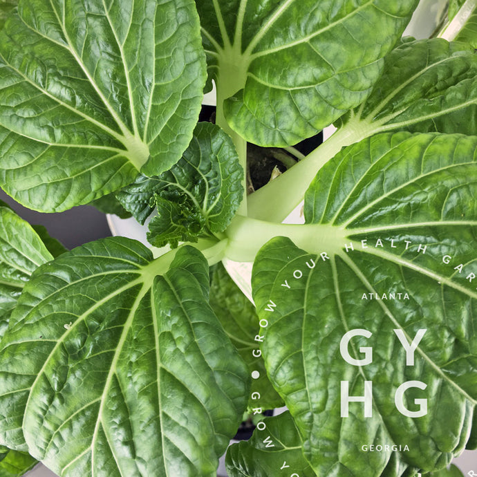 Bok Choy Hydroponically grown seed for Tower Garden or FarmStand vertical indoor or outdoor gardens