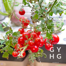 Load image into Gallery viewer, Bonsai Microdwarf Tomato Plant adapted seed for aerogarden or tower gardens