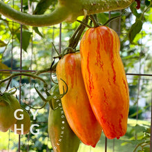 Load image into Gallery viewer, Casady's Folly Paste Plum Tomato Tom Wagner Variety Hanging on the Vine
