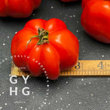 Load image into Gallery viewer, size comparison of Charlie Chaplin Heirloom Rare Hydroponic Seed for Sale