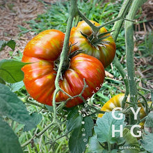 Load image into Gallery viewer, Chocolate Stripes Tomato Seeds