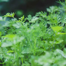 Load image into Gallery viewer, Cilantro (Coriander) Slow Bolt Heirloom Herbs Seeds
