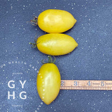 Load image into Gallery viewer, Cream Sausage (aka: Banana Cream) is a Tom Wagner Variety Size Comparison