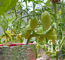Load image into Gallery viewer, Cream Sausage (aka: Banana Cream) is a Tom Wagner Variety and growing on the vine early stages