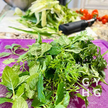 Load image into Gallery viewer, Cilantro (Coriander) Slow Bolt Heirloom Herbs Seeds