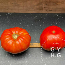 Load image into Gallery viewer, Garden Monster Leader Large Slicer Tomato hydroponic seed size comparison