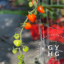 Load image into Gallery viewer, Gardener's Sweetheart Cherry Tomato ripens gradually from the stem downwards.