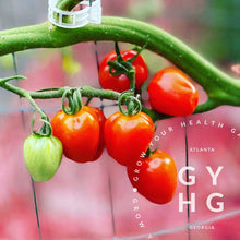 Load image into Gallery viewer, Gardener's Sweetheart Cherry Tomato growing on vine in hydroponic Bato Bucket system