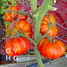 Load image into Gallery viewer, Costoluto Genovese Italian Heirloom Red Tomato Rare Hydroponic Seed for Sale