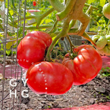 Load image into Gallery viewer, German Johnson Heirloom Tomato cluster ripe on vine grown in hydroponic system