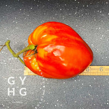 Load image into Gallery viewer, Goatbag Rare Heirloom Oxheart Tomato Variety size comparison hydroponic seed for sale