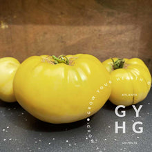 Load image into Gallery viewer, Great White Heirloom Tomato Slicer Hydroponic Grown