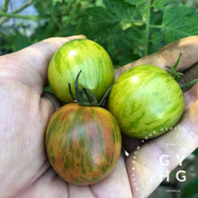 Load image into Gallery viewer, Green Bumble Bee Cherry Tomato Seed Hydroponic Adapted