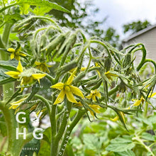 Load image into Gallery viewer, Bloom set example of Wagner's Green Salad Tomato aka Green Elf Tomato