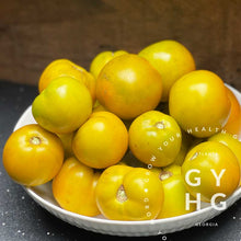 Load image into Gallery viewer, Green Elf (aka: Wagner's Lime Green Salad) harvest hydroponic adapted seed for sale