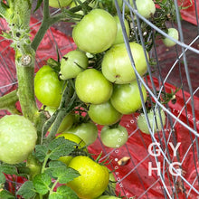 Load image into Gallery viewer, Green Elf (aka: Wagner's Lime Green Salad) harvest hydroponic adapted growing on vine seed for sale
