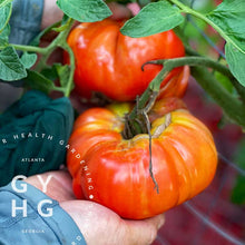 Load image into Gallery viewer, Pomodoro Farina Gigante Tomato growing on vine. We used a hosiery stocking to support our larger tomatoes but stems were very strong and able to do the job as well.
