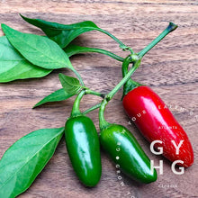 Load image into Gallery viewer, Jalapeno Pepper Hydroponic Grown
