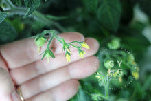Load image into Gallery viewer, Bud volume on Jochalos Microdwarf Tomatoes