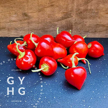 Load image into Gallery viewer, Kalugeritsa Hot Pepper Seeds Hydroponic Aeroponic adapted organic grown very rare
