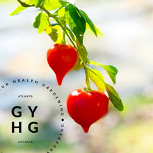 Load image into Gallery viewer, Kalugeritsa Hot Pepper Seed on stem great for hot sauce recipe