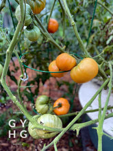 Load image into Gallery viewer, Kellogg's Breakfast Tomato Seeds