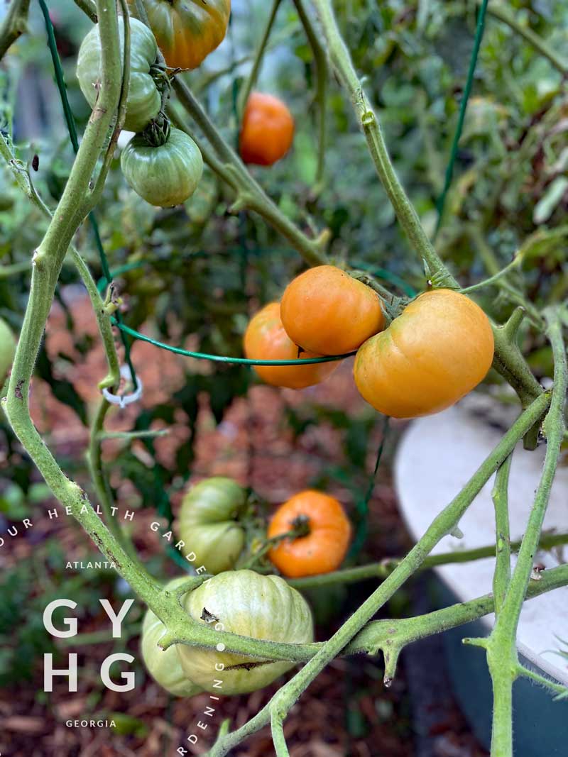 Kellogg's Breakfast Tomato Seeds – Grow Your Health Gardening