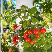 Load image into Gallery viewer, Lillie Lise Microdwarf Tiny Tom growing in hydroponic Tower Garden