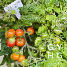 Load image into Gallery viewer, Lillie Lise Micro Dwarf Cherry Tomato example