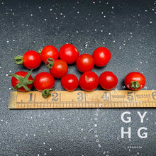 Load image into Gallery viewer, Matt's Wild Hydroponic Adapted Seeds Size Comparison