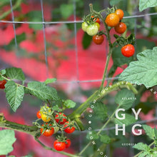 Load image into Gallery viewer, Example of Matt's Wild Cherry on vine growing hydroponically in southeast in Georgia