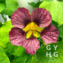 Load image into Gallery viewer, Seed Collection: Children's Sensory Garden