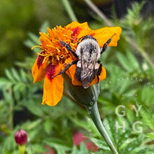 Load image into Gallery viewer, Naughty Marietta French Marigold Heirloom Seeds
