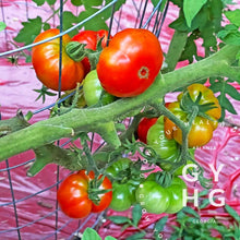 Load image into Gallery viewer, Nostrano Grasso Italian Heirloom Tomato Seeds (Extremely Rare)